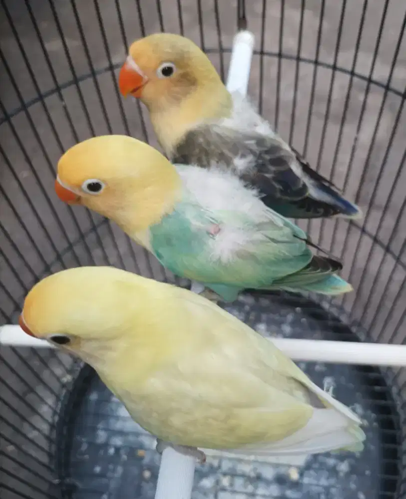 Burung Lovebird love bird Biola PB Euwing - Biola PB - PB Pastel paud