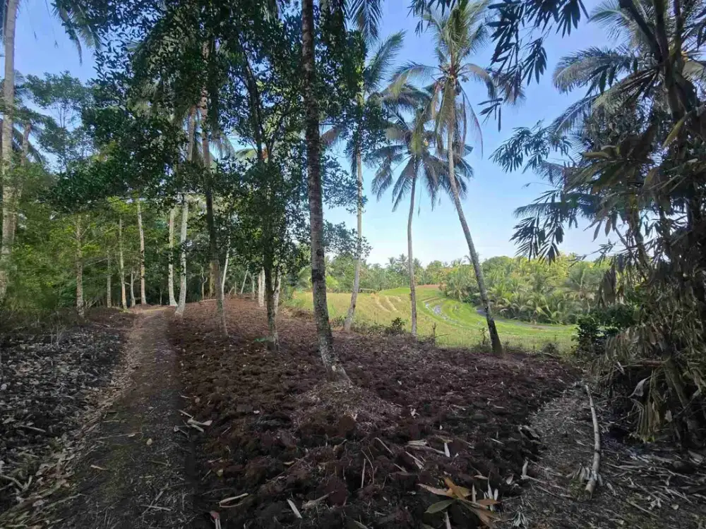 tanah kebun sangat subur dan strategis cocok untuk villa dengan view sawah terasering di area wisata selemadeg