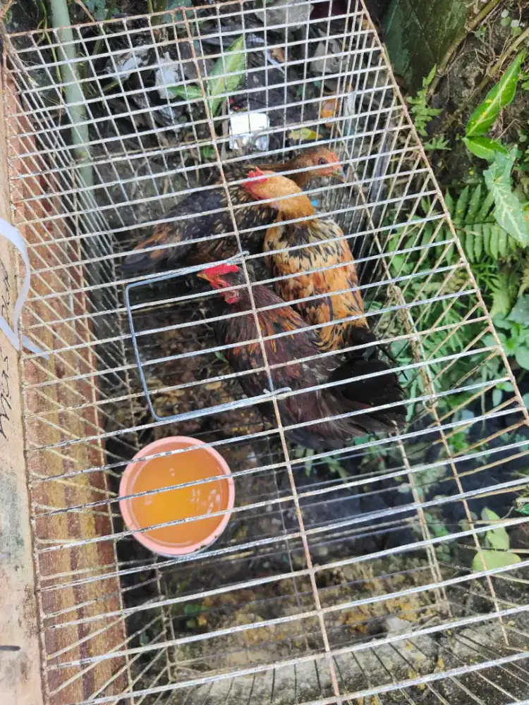 Ayam serama umur 5bulan