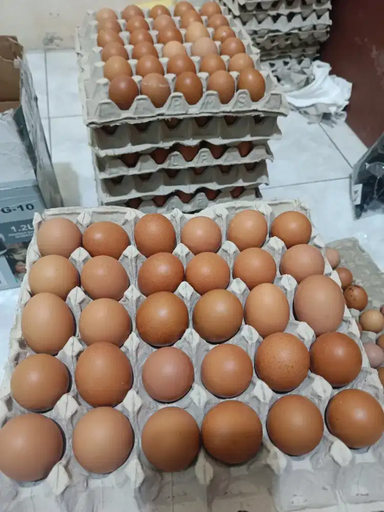 Telur Ayam Cangkang Coklat