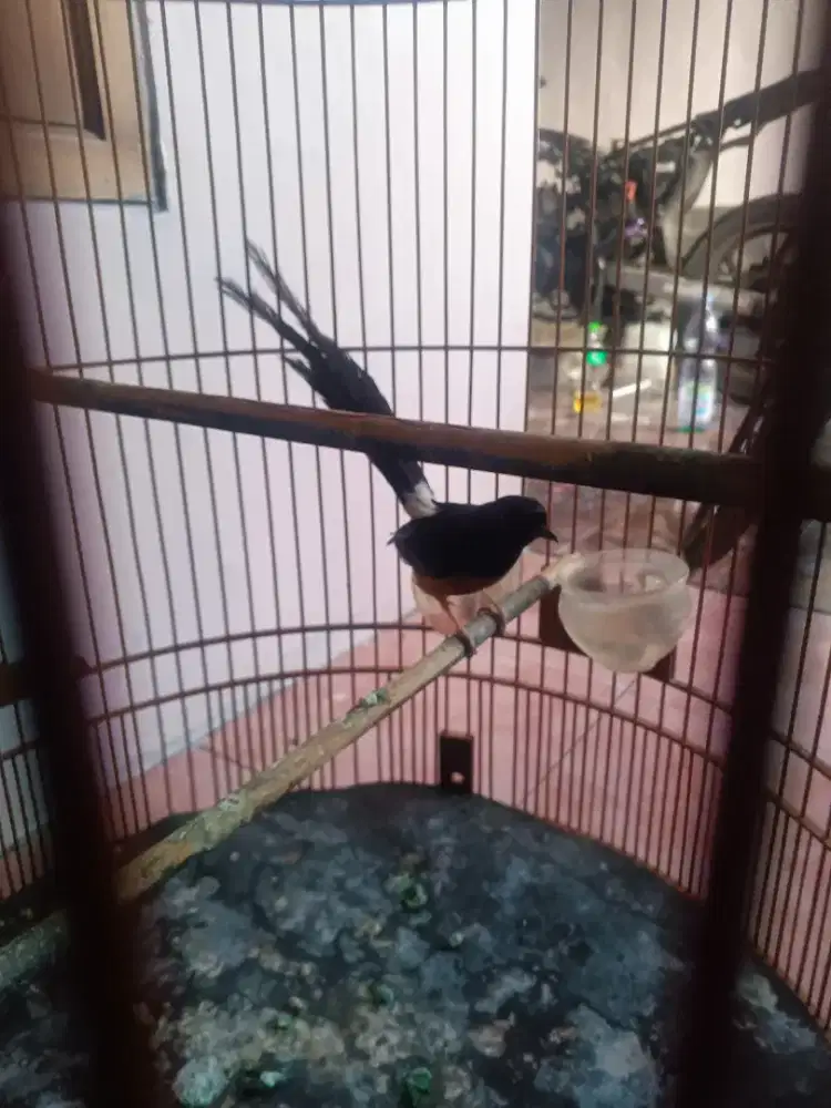Murai Muda Hutan Ori