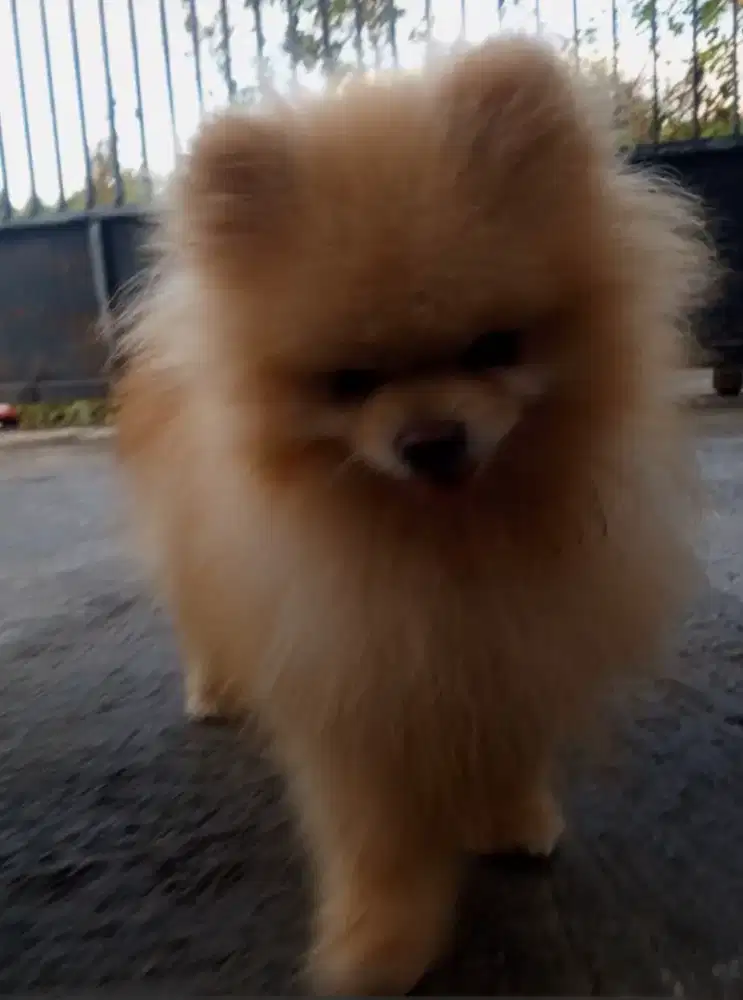 Anjing Pomeranian