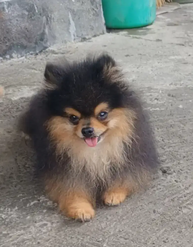 Pomeranian (open stud)