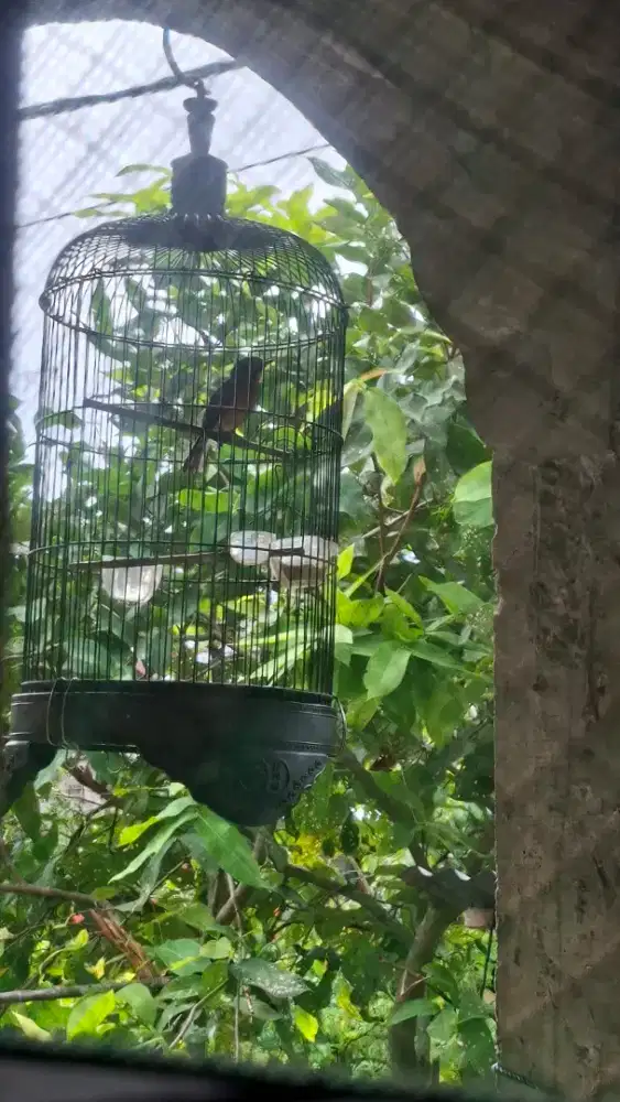 Burung Tledekan
