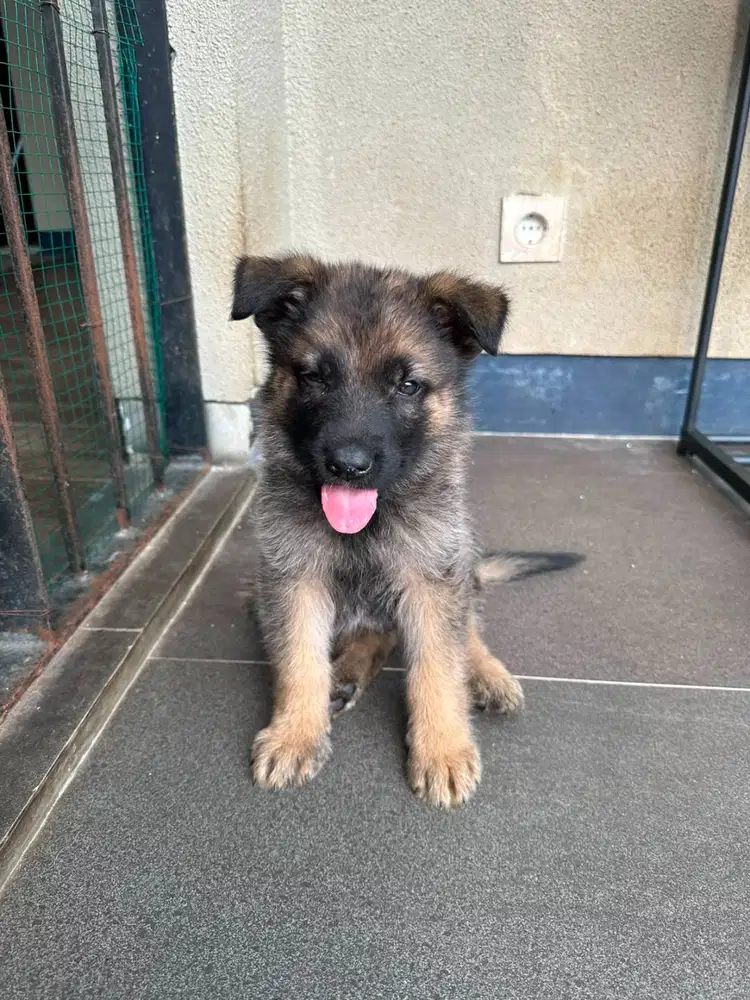 German Shepherd