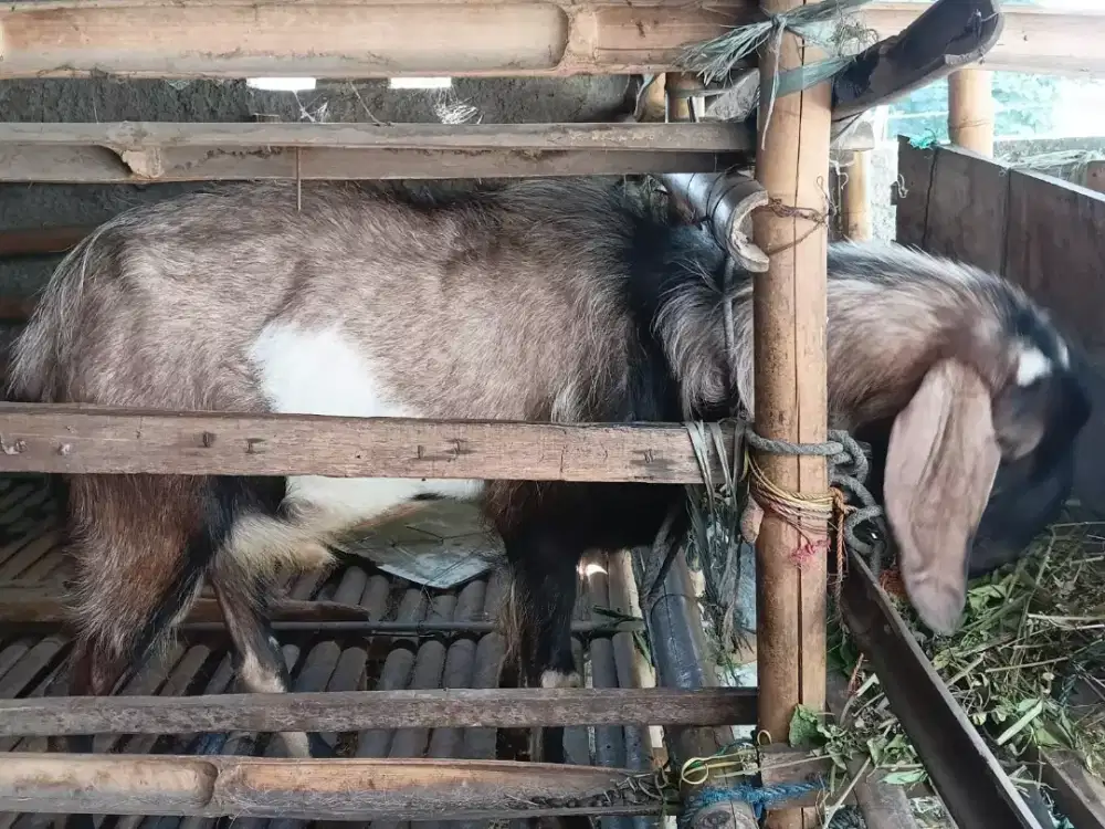 Kambing jawa dijual cepat