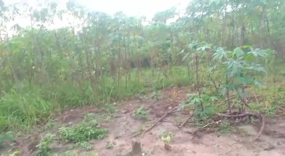 Tanah 1000 hektar (Dekat Univ Jambi)