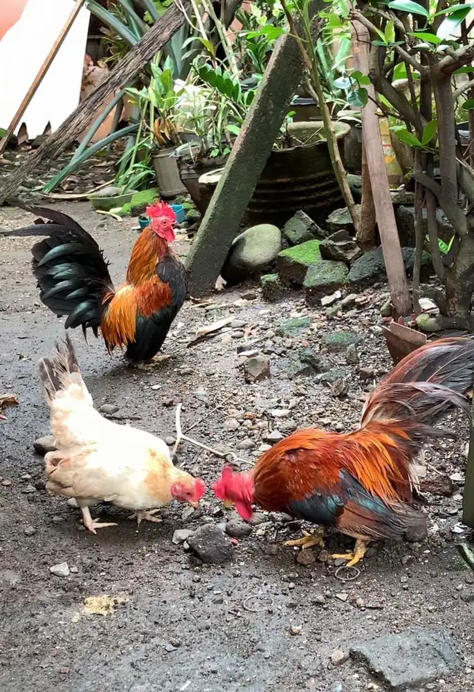 Ayam kate indukan