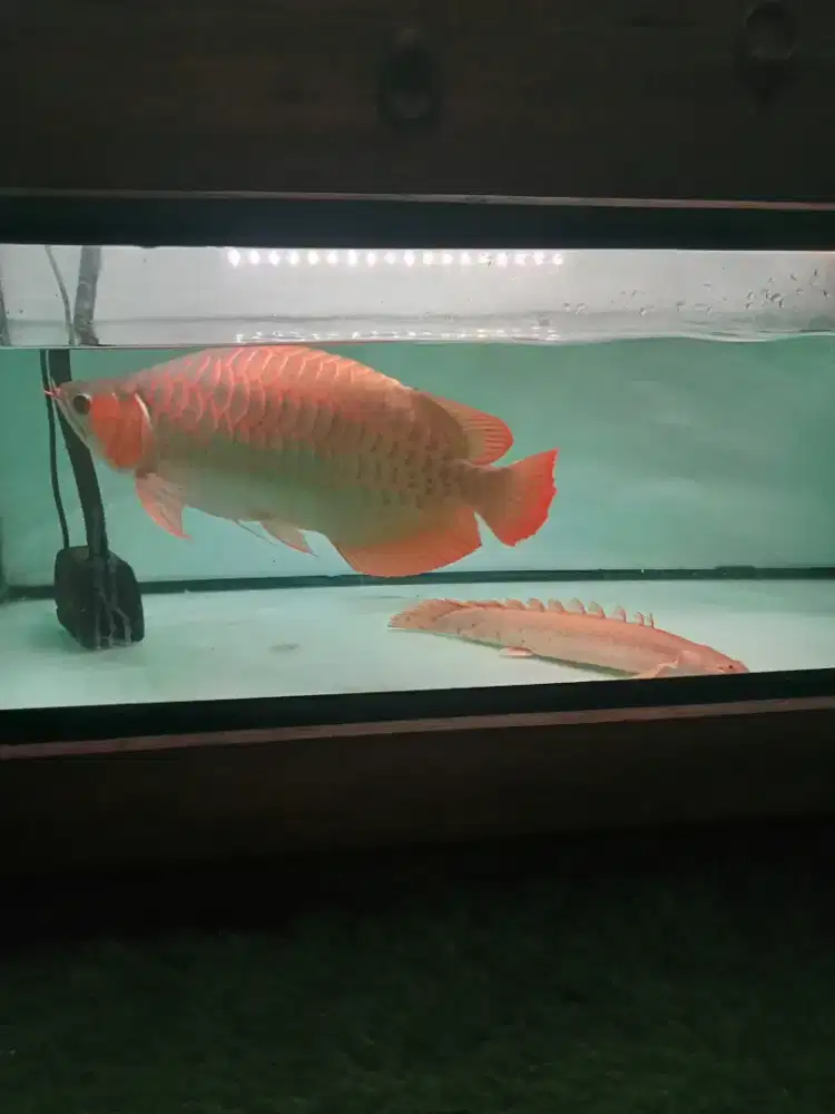 Jual ikan arwana short body etialung