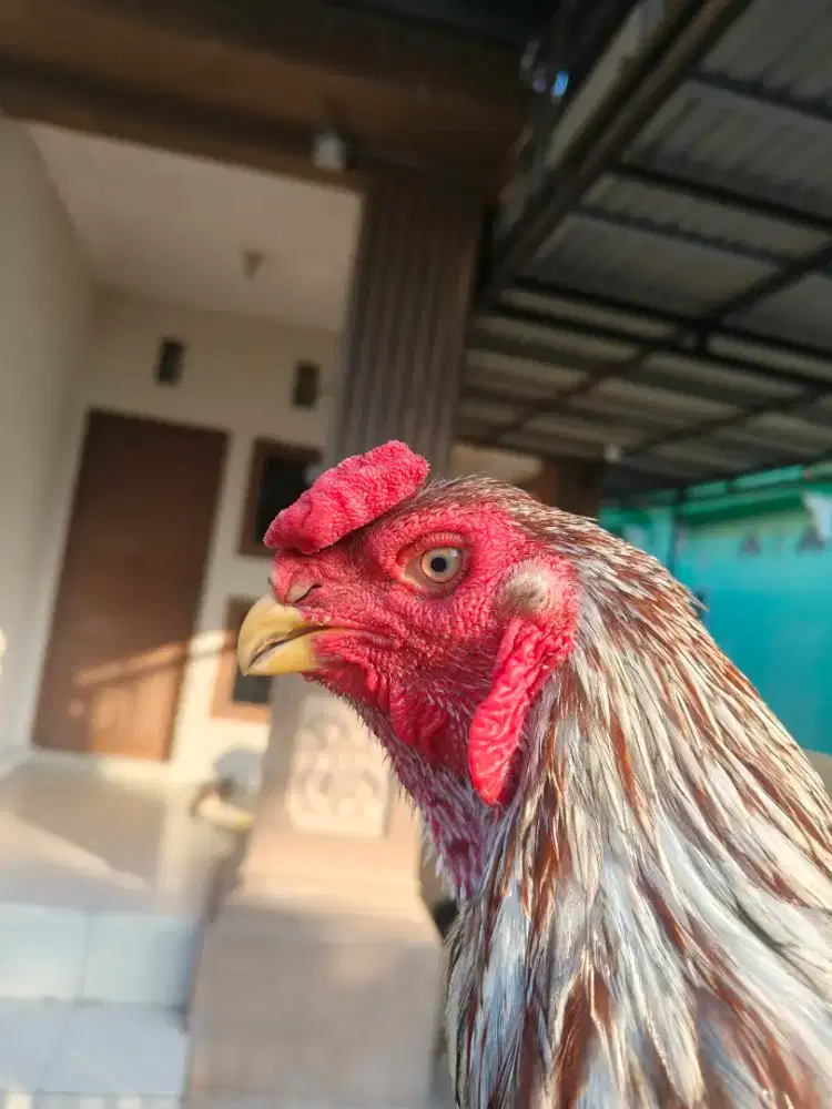 Ayam hias silanggan shamo dan asel farot