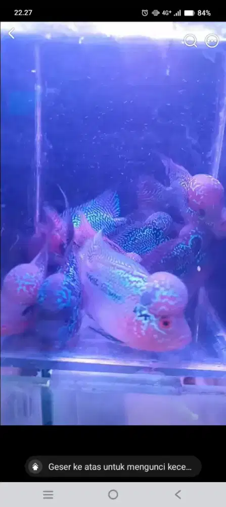 Ikan lohan super red dragon