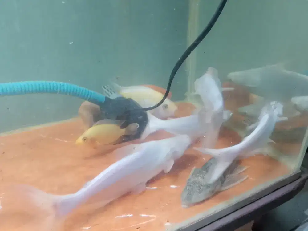 Ikan patin albino putih mulus