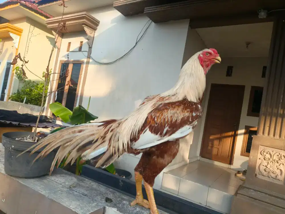 Ayam hias,warna mewah ,silanggan shamo denggan aseel parrot