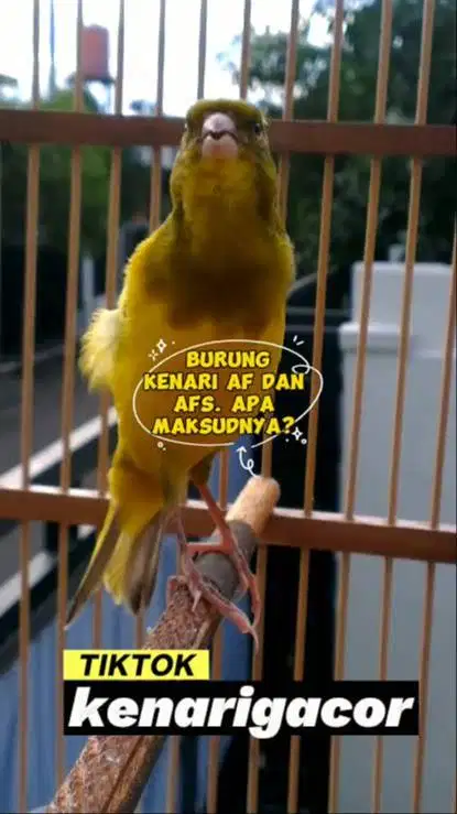 Burung kenari afs