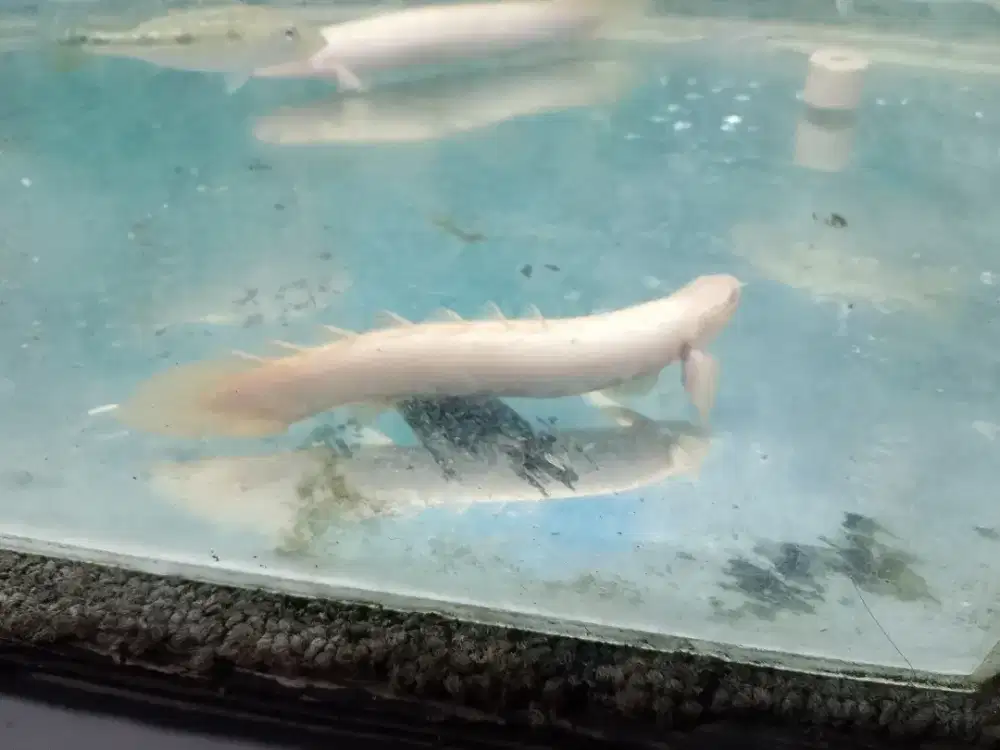 Ikan Palmas albino mata merah ya
