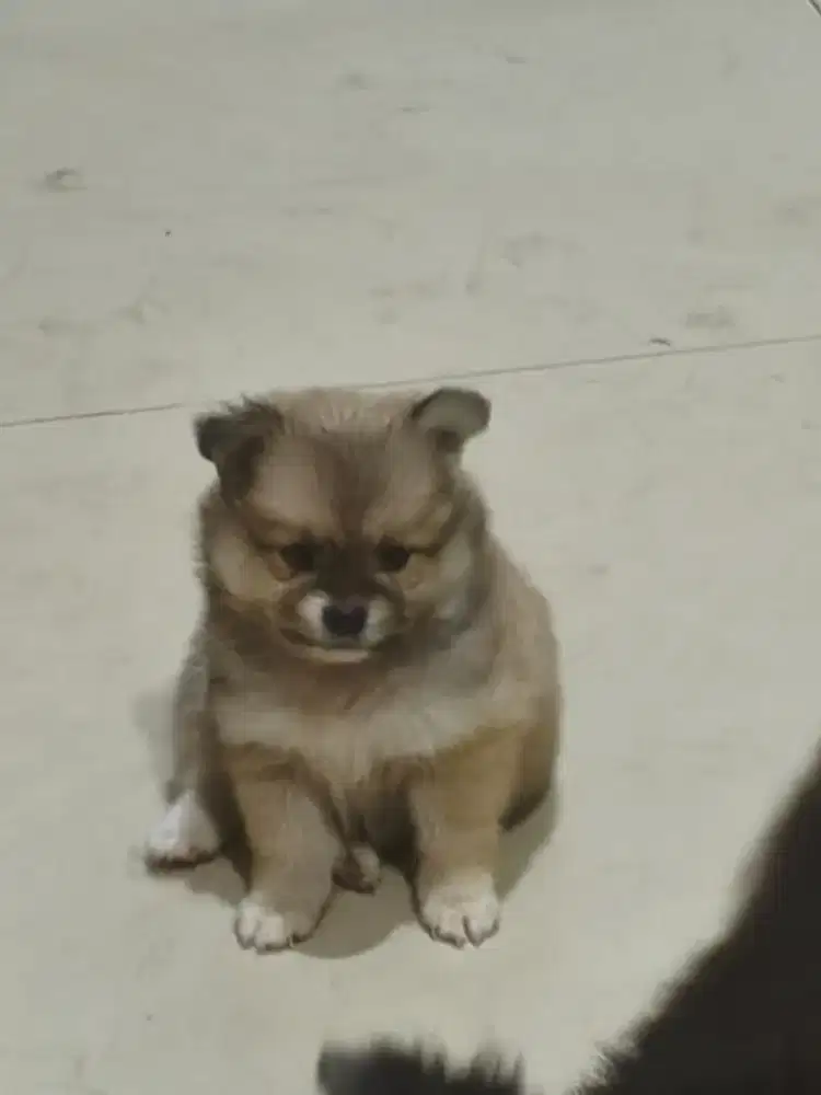 Jual murah pupy