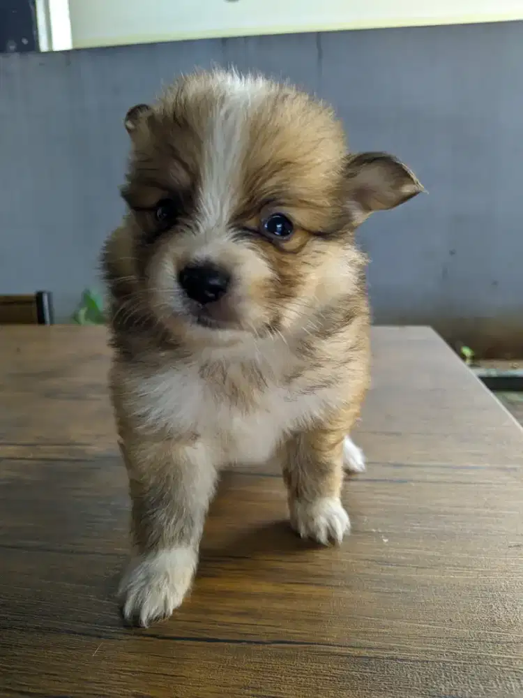 Jual murah anakan anjing pom