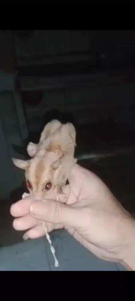Sugar Glider Caramel Line Swan Solo