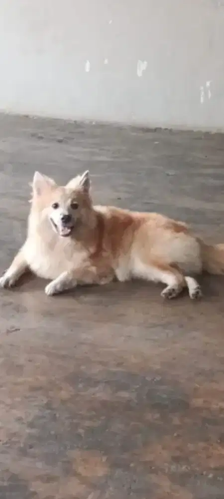 Jual anjing pom jntan 6 bulan