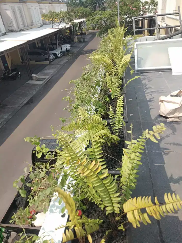 Dekorasi taman pohon liekuanyeu pohon juntai