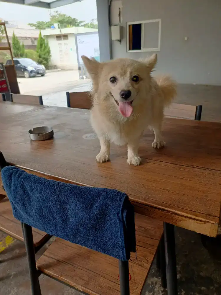 Jual murah minipom betina