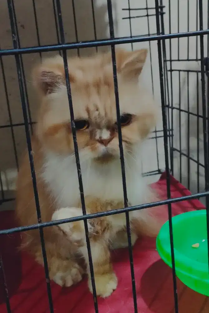 Flatnose Betina 2 tahun,proven.