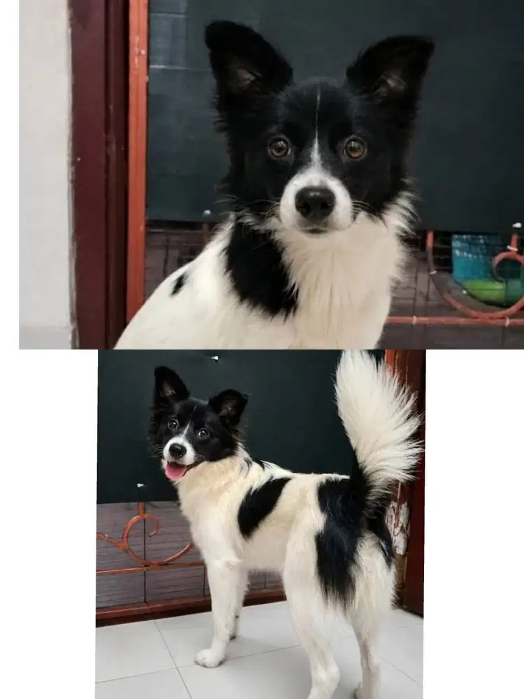 JUAL ANAK BORDER COLLIE