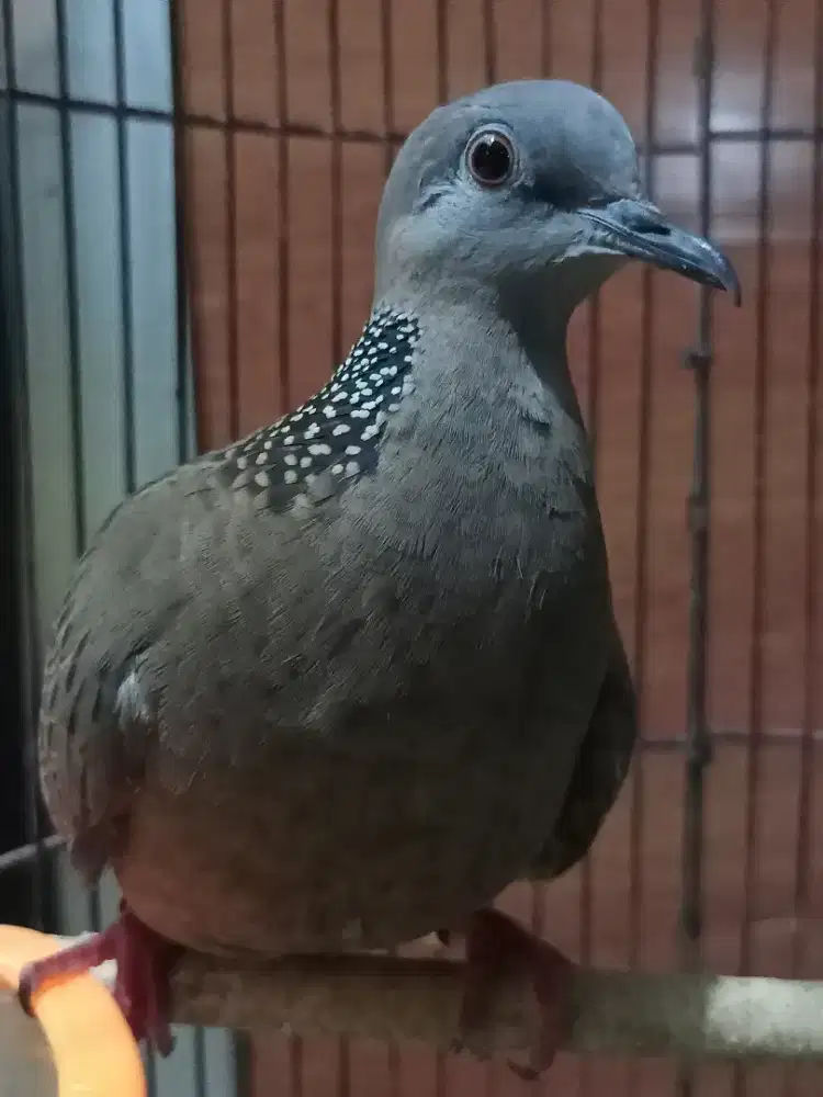 Tekukur  Cemani Langka Unik
