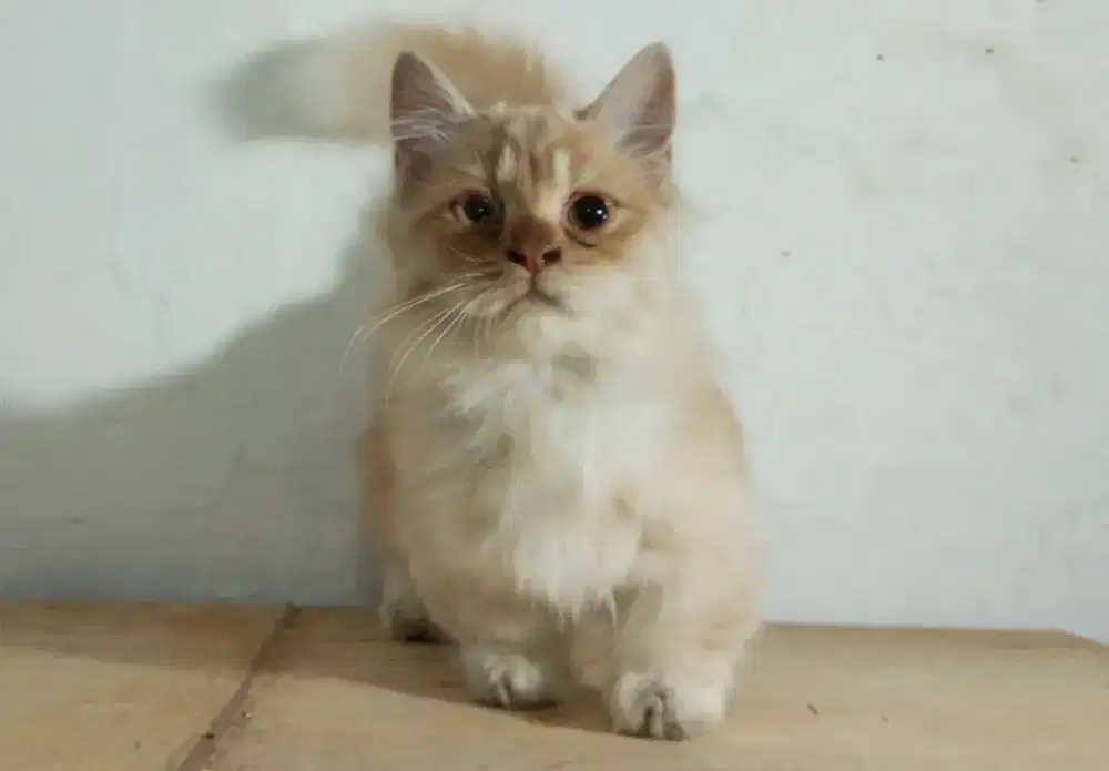 MUNCHKIN JANTAN 5BLN