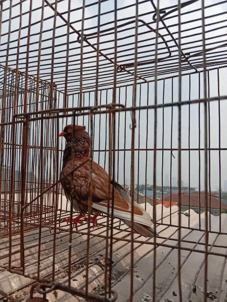 Jual burung merpati 2 ekor