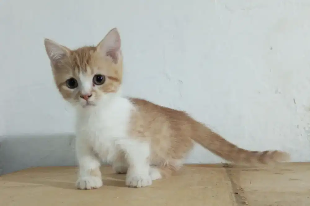 kucing munchkin jantan 3bln