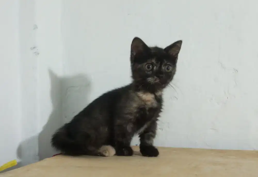 kucing munchkin betina
