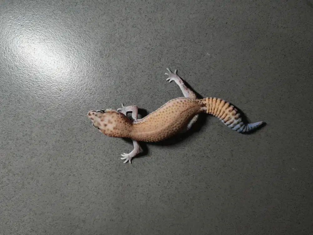 AFT Gecko Male Morph Patty