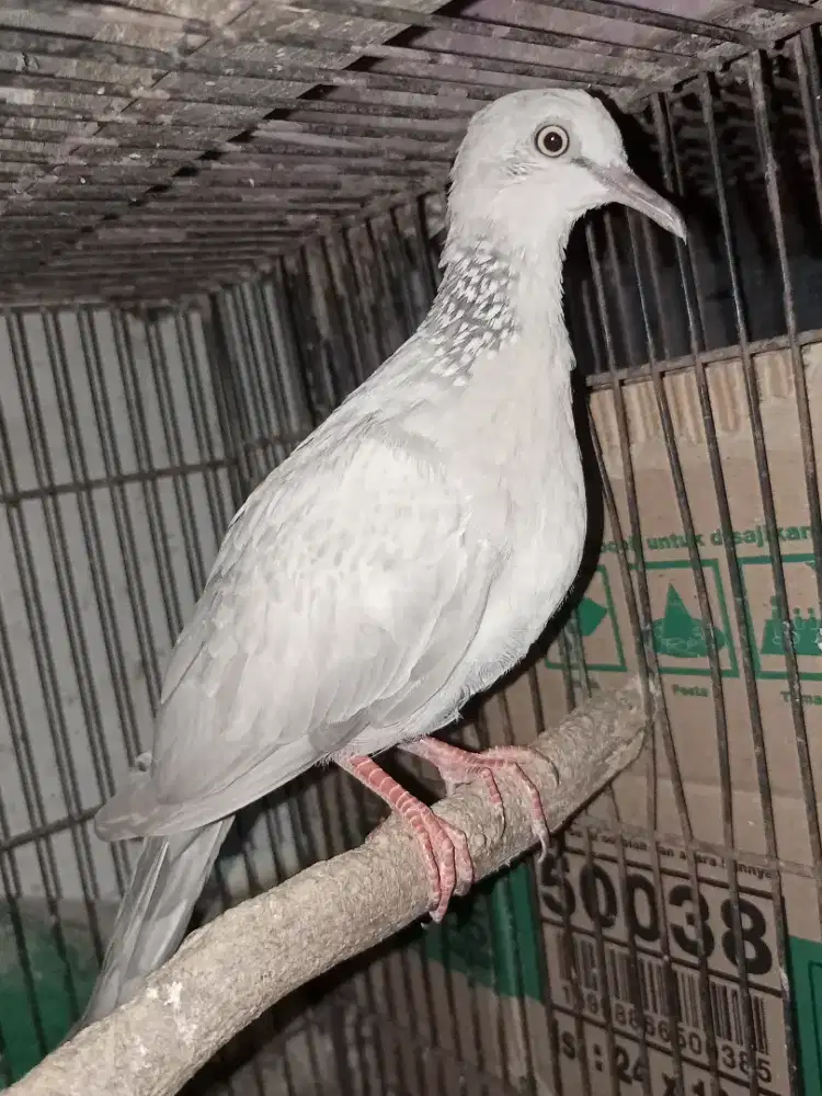 Tekukur silver (Posible Albino) split mkh, pos leo,bs