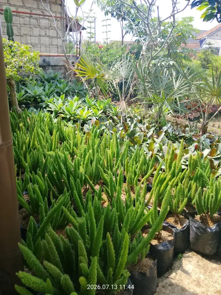 Tanaman Ekor Tupai
