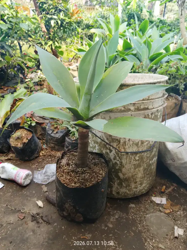 Tanaman Siklok hujau