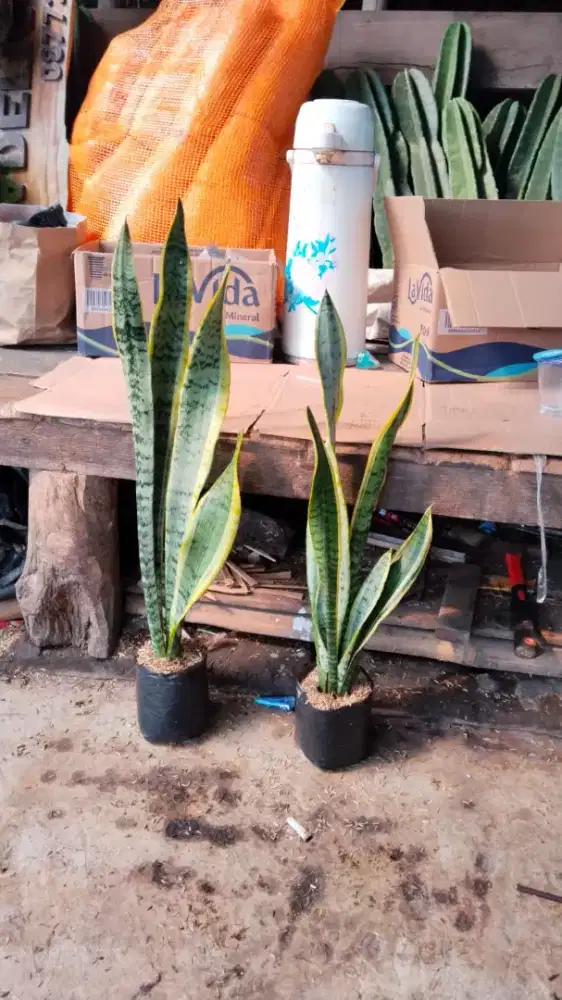 tanaman. Sansivera/ lidah mertua