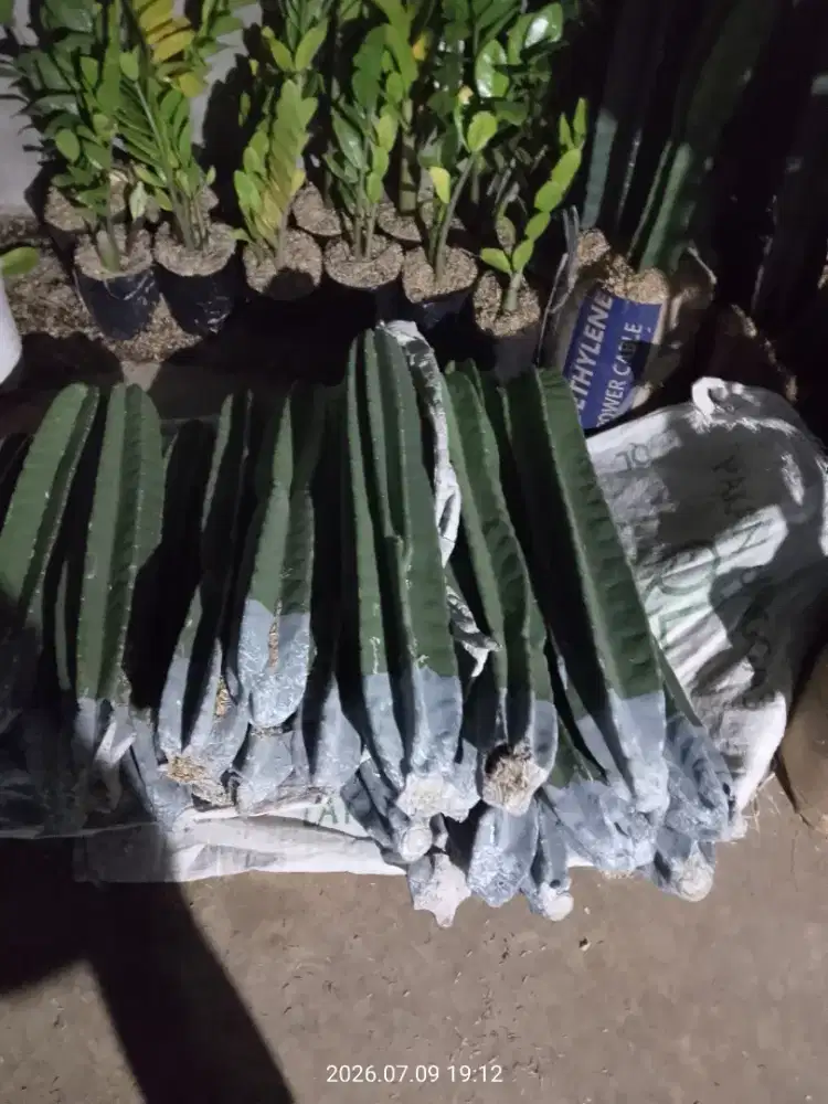 Tanaman kaktus koboy