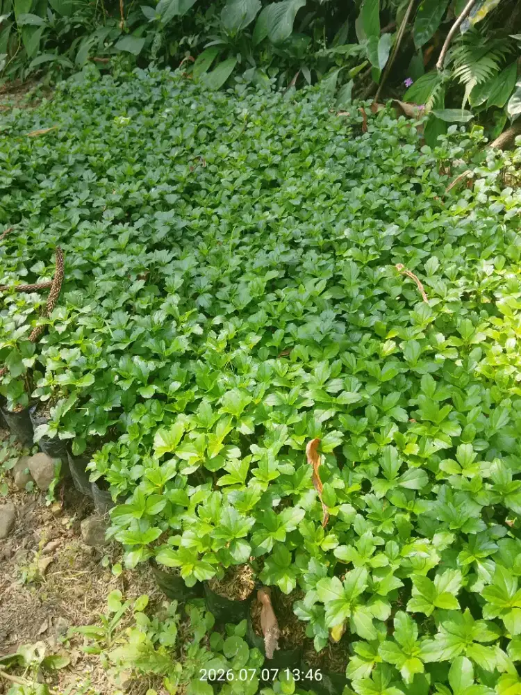 Jual Tanaman untuk taman