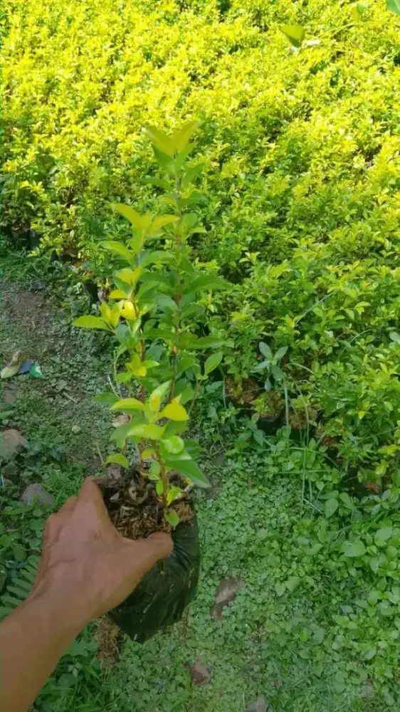 Tanaman pangkas kuning