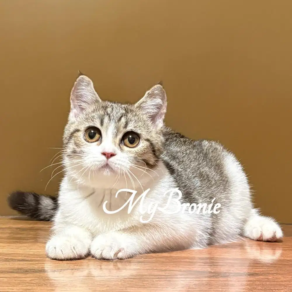 Kucing scottish straight betina cantik