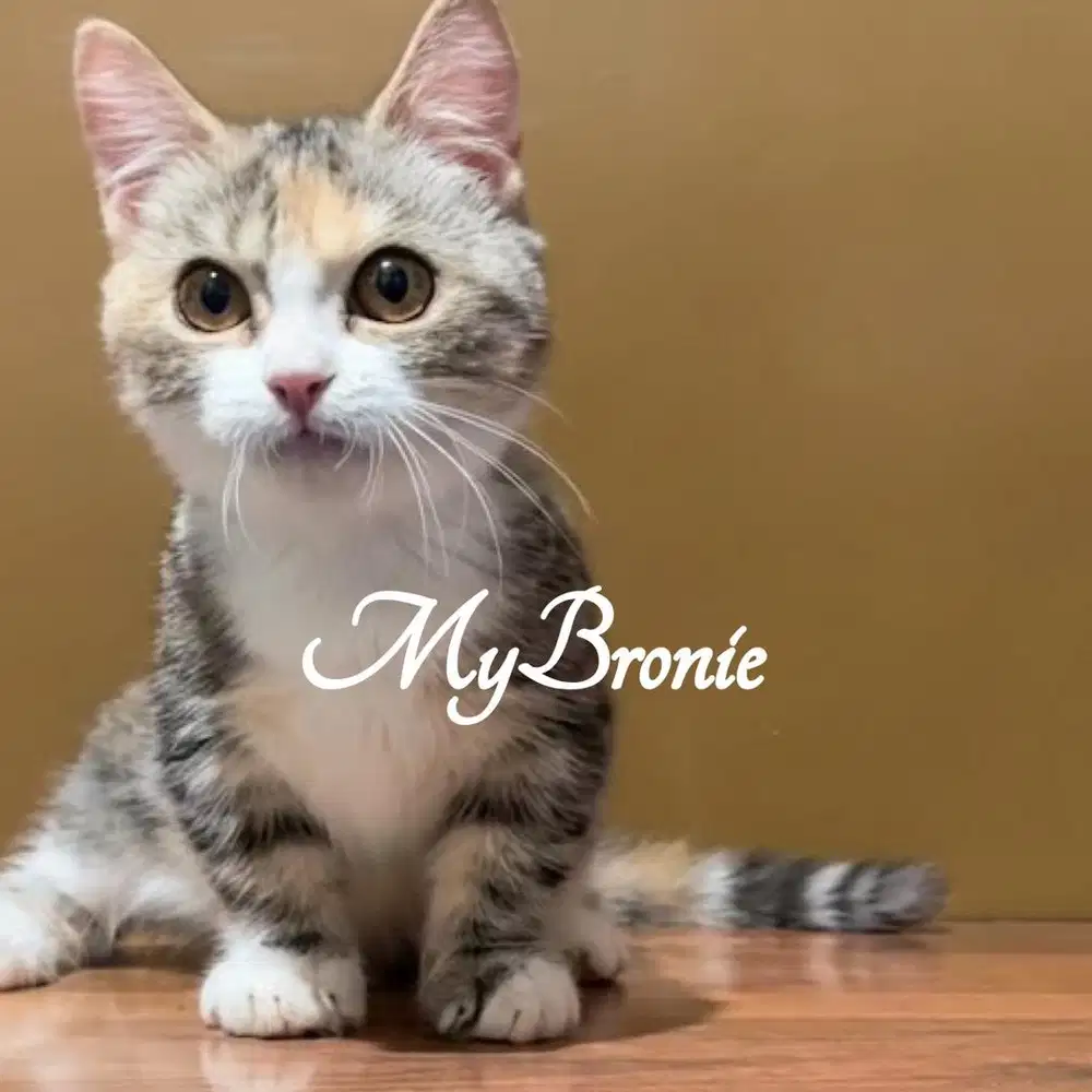 Kucing munchkin british shorthair betina