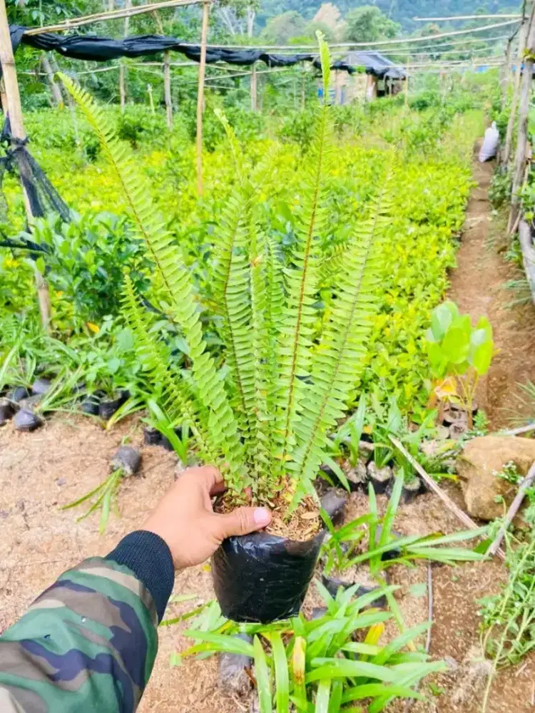Tanaman Pakis Kelabang