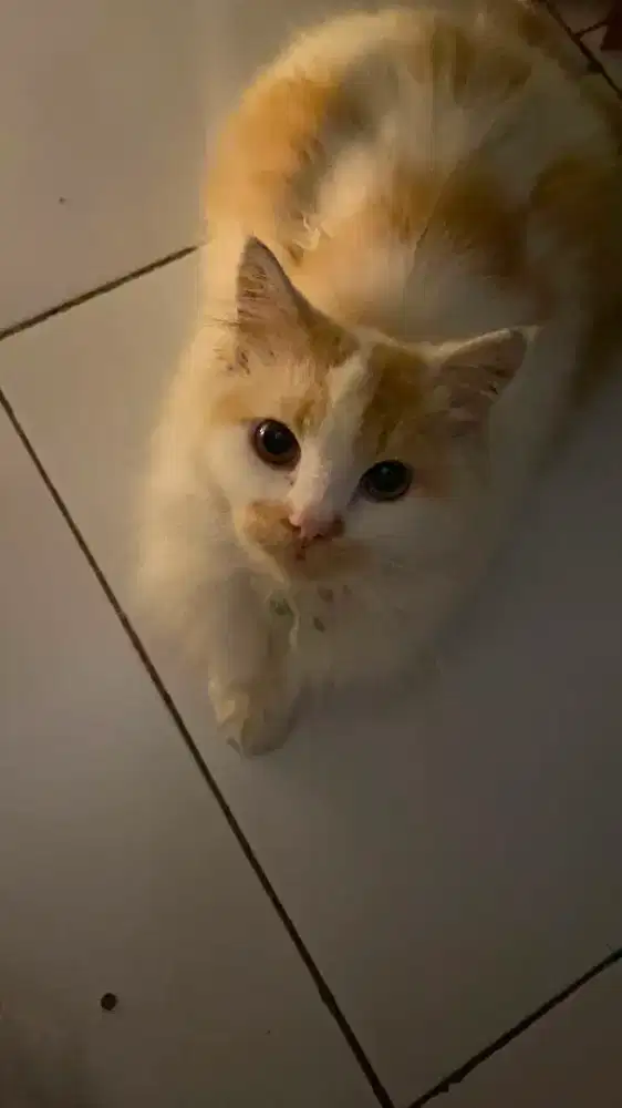 Kucing persia calico