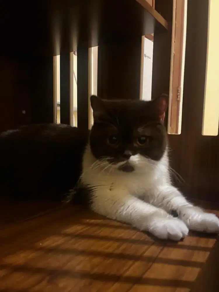 British Shorthair Chocolate Bicolour Betina Pedigree ICA + Stearil