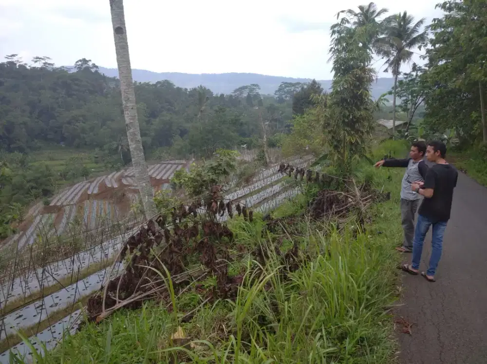 Tanah pinggir jalan