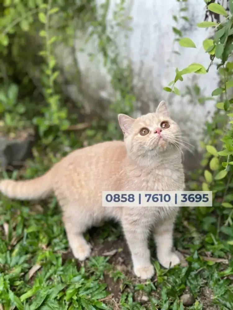 Kucing BSH betina
