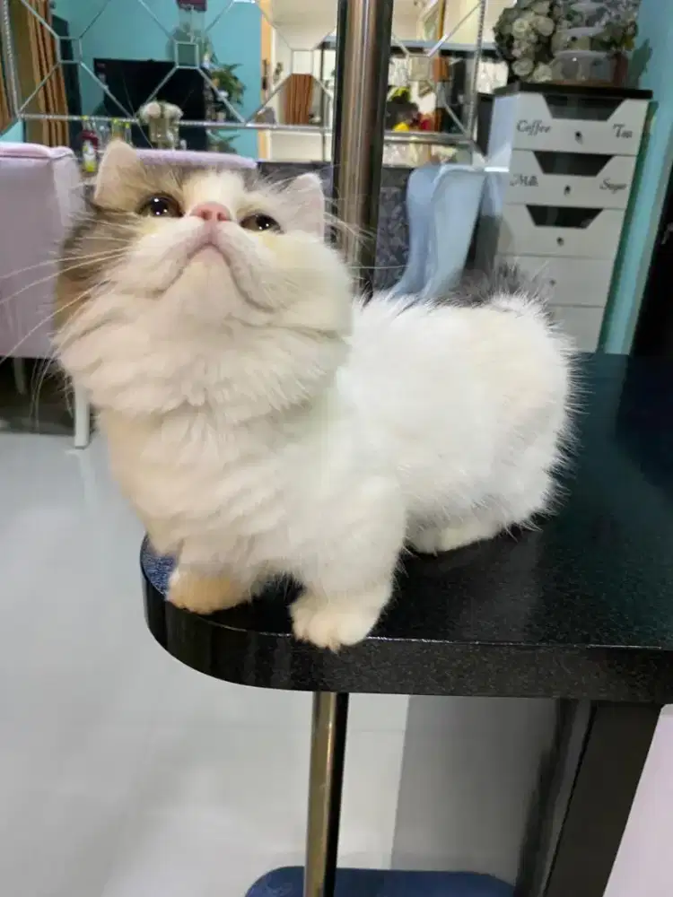 Munckin betina super cantik cebol