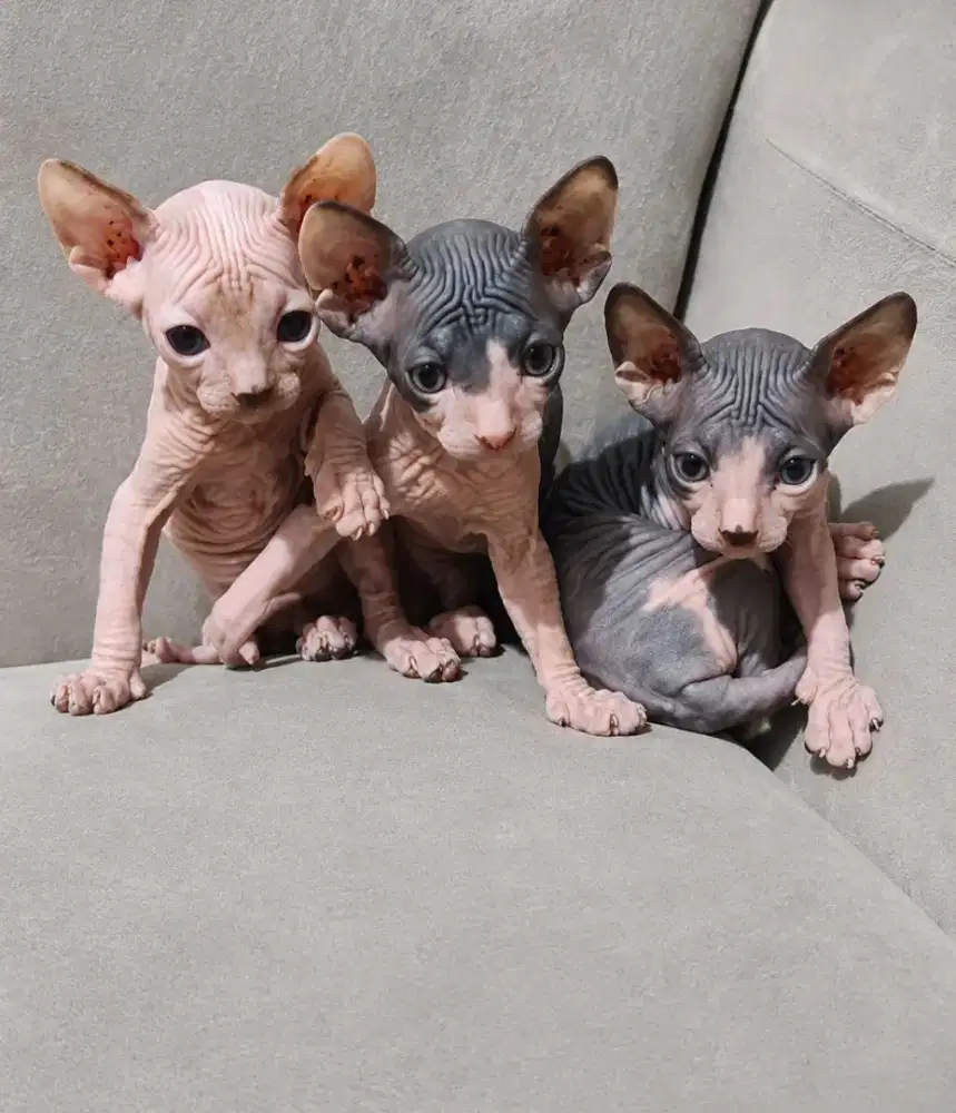 Sphynx kitten  betina jantan