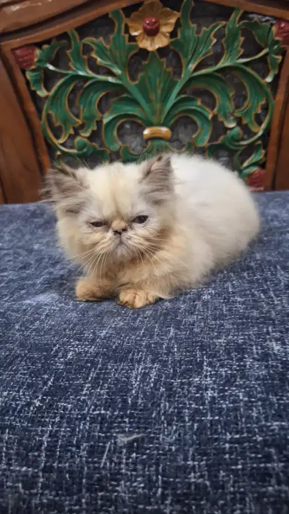 Jual kucing kitten persia peaknose umur 3 bln jantan